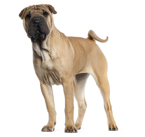 Shar pei x cheap